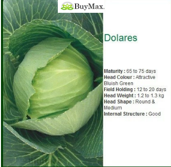 DOLARES CABBAGE