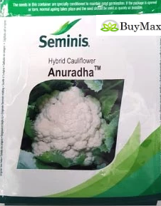 ANURADHA CAULIFLOWER