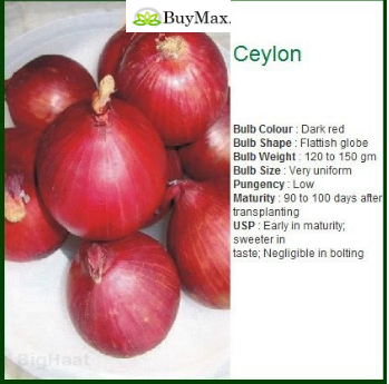 CEYLON ONION