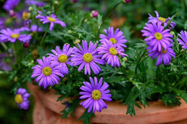 NSC Brachyscome Flower Seed -2gm