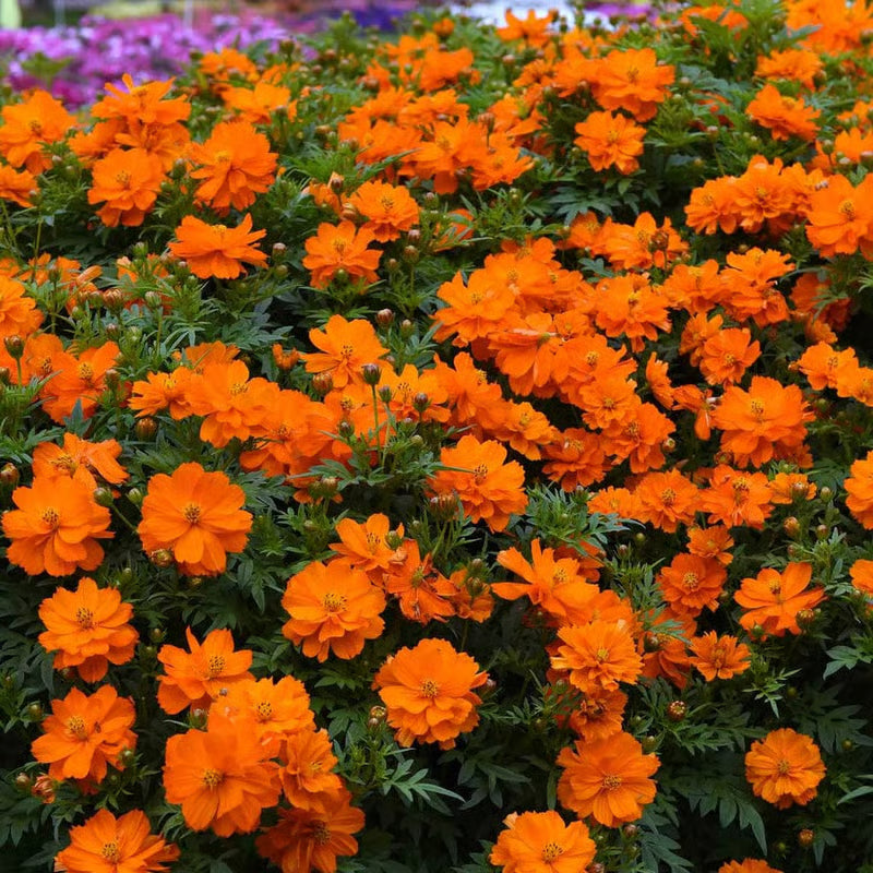 NSC Cosmos Sulphureus Orange - 5 gram pack
