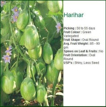 Seminis HARIHAR BRINJAL-10GM