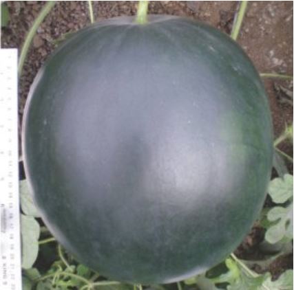 Hybrid-Misthi Water Melon NSC 50gm