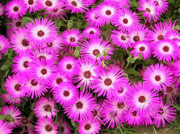 NSC Ice Plant Flower Seed -2 gm