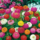 NSC Zinia Liliput Mix- 5 gram pack