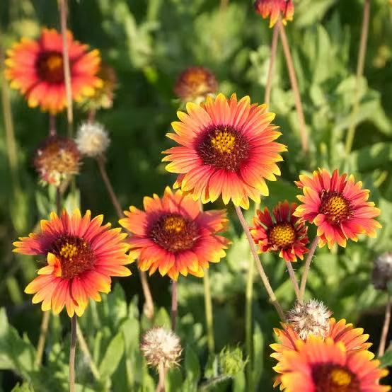 NSC Gailardia pulchella flower seed- 5 gram pack