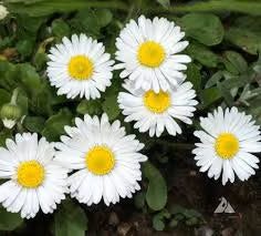 NSC Bellis Single White flower seed -5 gm pack