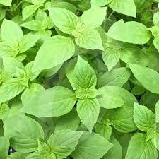 NSC Basil Lemon seed - 5 gram pack