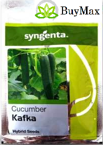Syngenta KAFKA CUCUMBER-1000SEEDS
