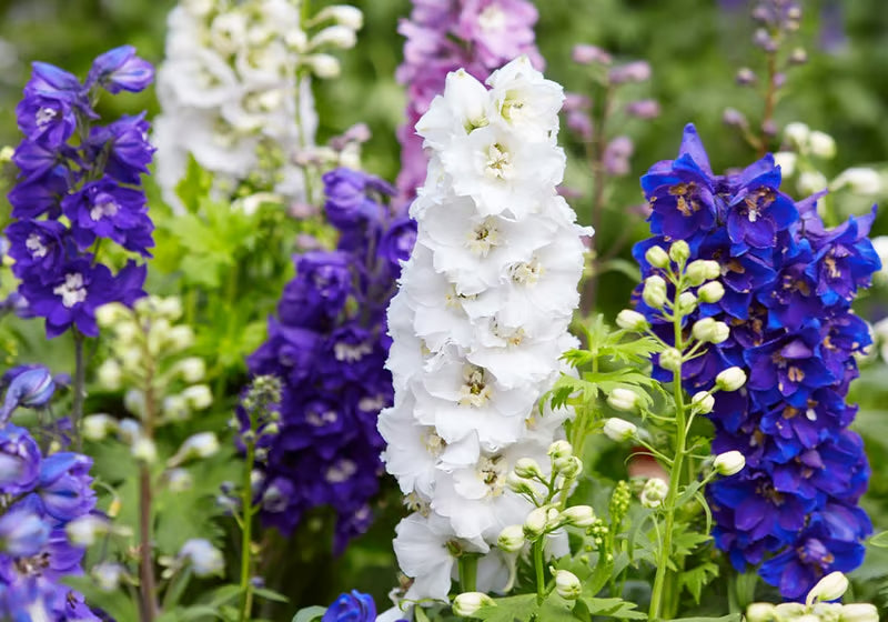 NSC Larkspur Flower Seed-2 gram pack