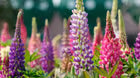 NSC Lupin Flower Seed -2 gm