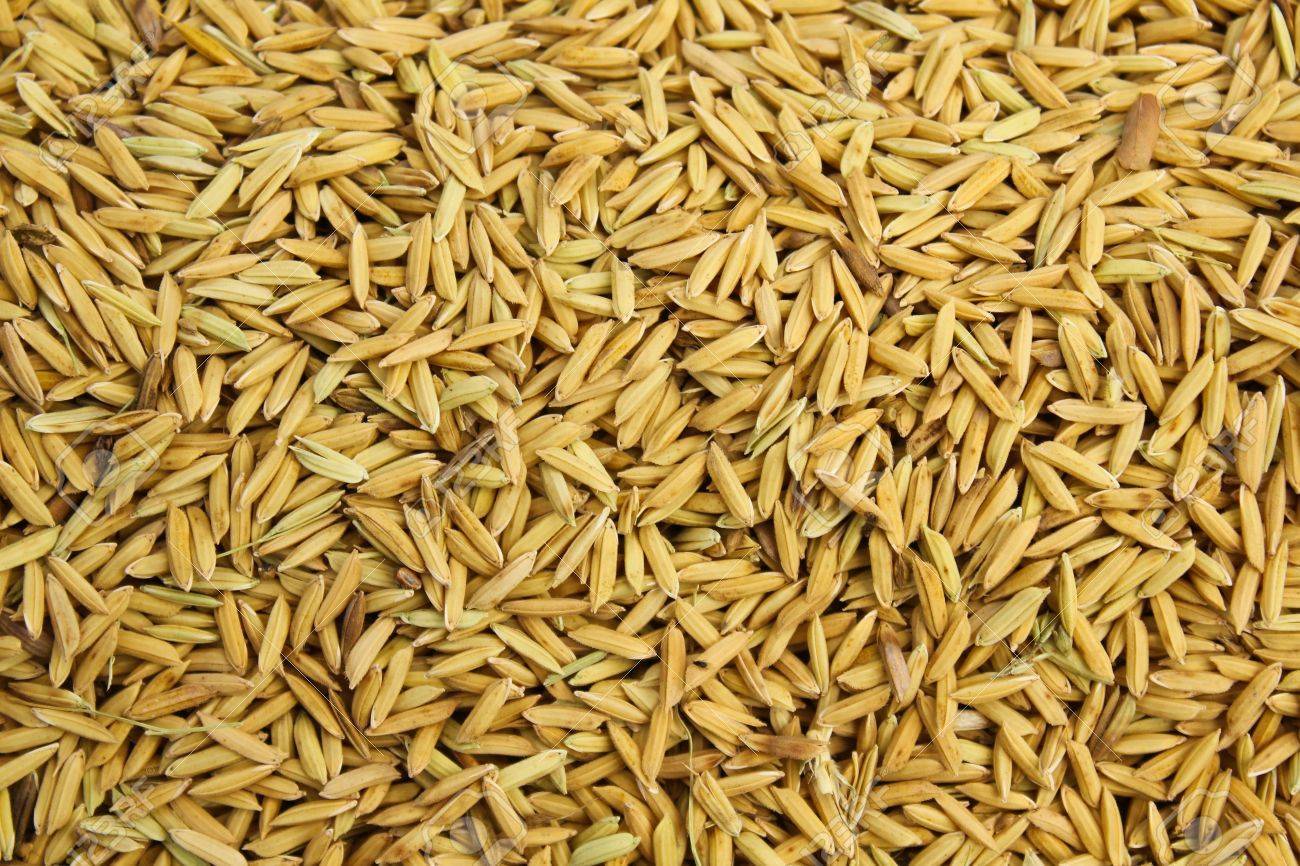 Dhan 1509- Beej India Producer- 5kg