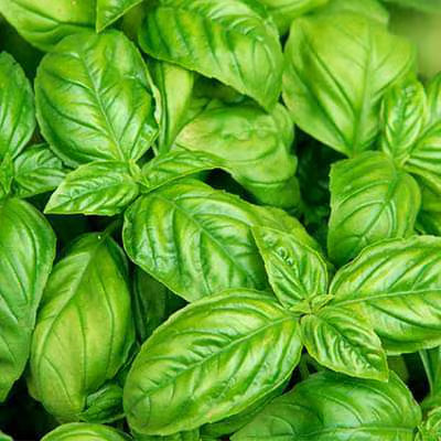 NSC Basil large leaf seed -5 gram pack