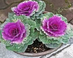 NSC Ornamental Cabbage seed -2 gram