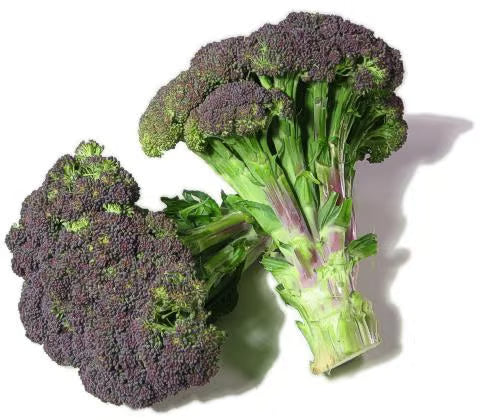 NSC Broccoli variety Pusa Purple Broccoli-1, 10 gram packet