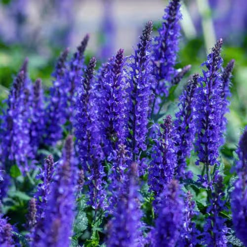NSC Salvia Blue flower seed - 5 gram pack