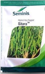 Seminis SITARA CHILLI-1500SEEDS