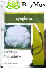 सिंजेंटा सुहासिनी+ फूलगोभी-10GM