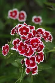 NSC Sweet William Flower Seed -2 gm