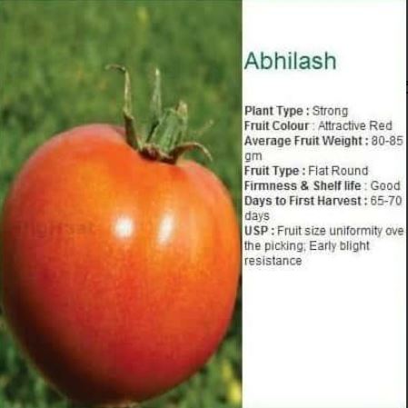 सेमिनिस अभिलाष टमाटर (अभिलाष टमाटर) - 10 ग्राम
