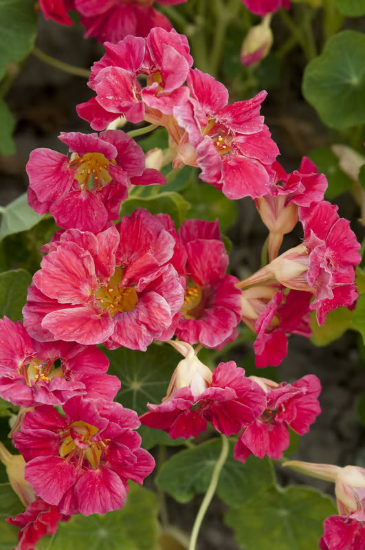 NSC Tropaeolum jewel cherry rose seed -10 gram pack