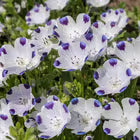 NSC Nemophilia maculata flower seed