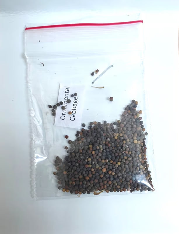 NSC Ornamental Cabbage seed -2 gram
