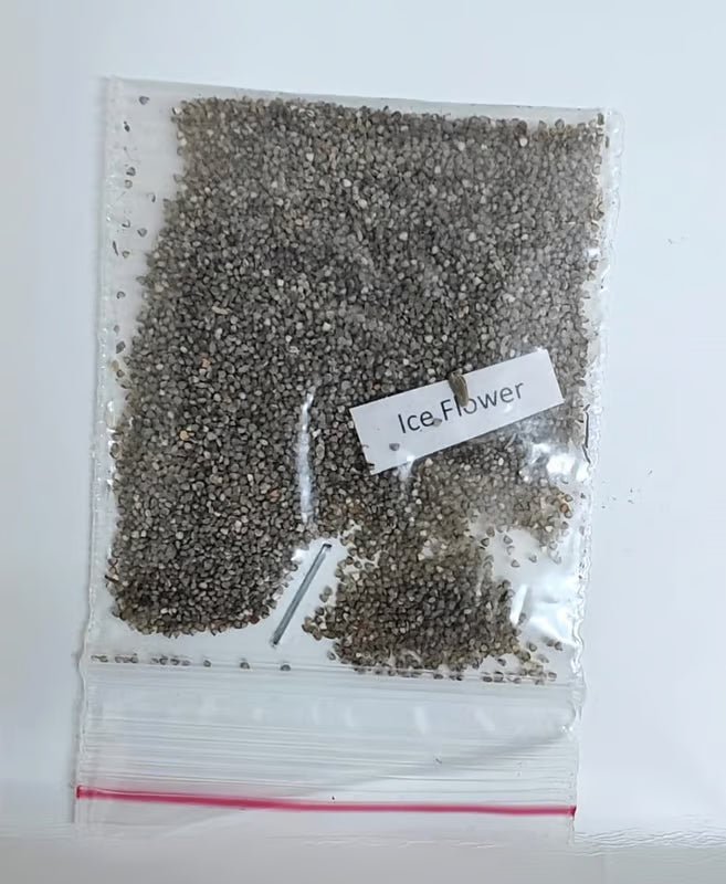 NSC Ice Plant Flower Seed -2 gm
