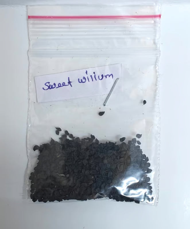 NSC Sweet William Flower Seed -2 gm