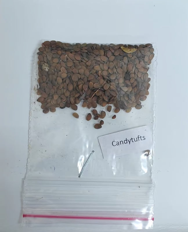NSC Candytuft Flower Seed -2 gram