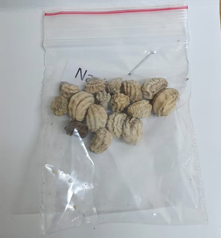 NSC Nasturtium Flower Seed -2 gram