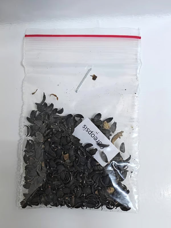 NSC Coreopsis Flower Seed -2 gram