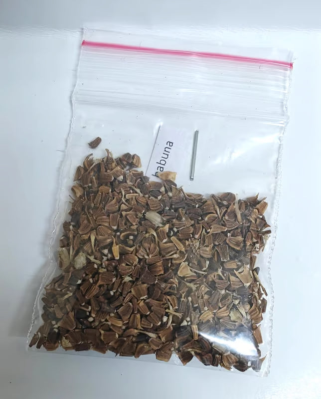 NSC Babuna Flower Seed -2 gram