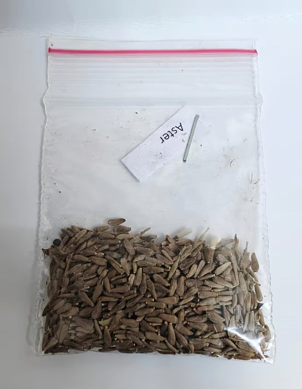 NSC Aster Flower Seed -2 gram