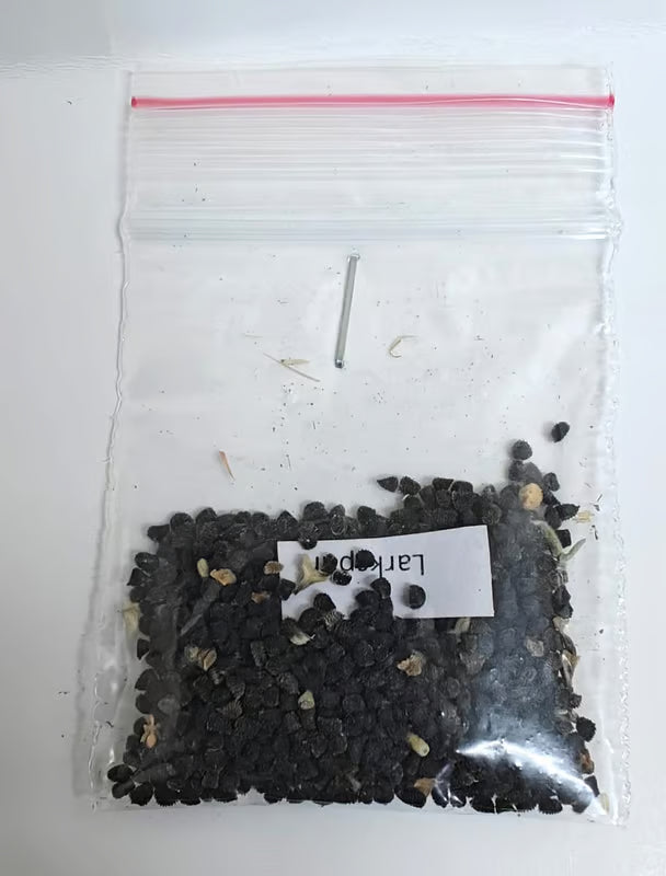 NSC Larkspur Flower Seed-2 gram pack
