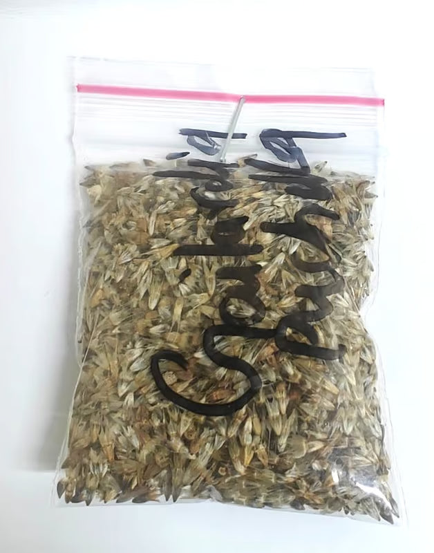 NSC Gailardia pulchella flower seed- 5 gram pack