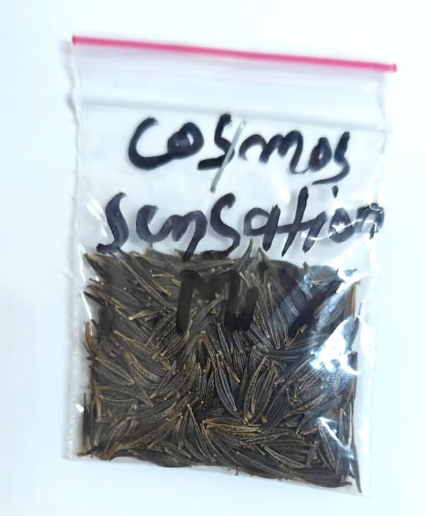 NSC Cosmos sensation mix flower seed- 5 gram pack