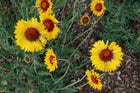 NSC Gaillardia aristata flower seed - 5 gram