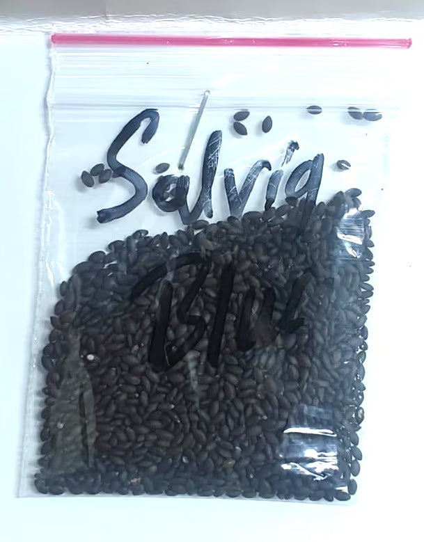 NSC Salvia Blue flower seed - 5 gram pack