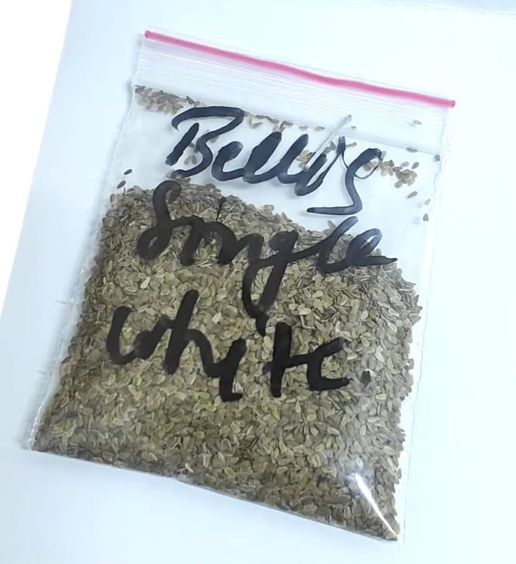 NSC Bellis Single White flower seed -5 gm pack