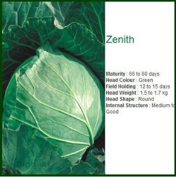 Seminis ZENNITH CABBAGE-50(5*10)GM